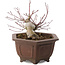 Acer palmatum, 17,5 cm, ± 15 años
