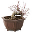 Acer palmatum, 17,5 cm, ± 15 jaar oud