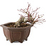 Acer palmatum, 17,5 cm, ± 15 años