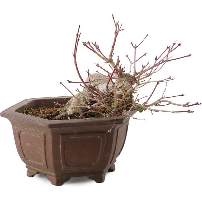 Acer palmatum, 17,5 cm, ± 15 jaar oud