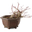 Acer palmatum, 17,5 cm, ± 15 jaar oud