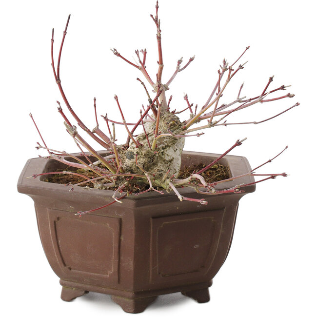 Acer palmatum, 17,5 cm, ± 15 ans