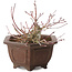 Acer palmatum, 17,5 cm, ± 15 ans