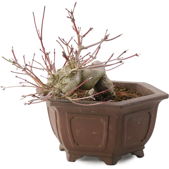 Acer palmatum, 17,5 cm, ± 15 años