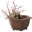 Acer palmatum, 17,5 cm, ± 15 años