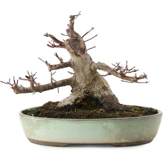 Acer palmatum Deshojo, 16,5 cm, ± 15 años