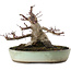 Acer palmatum Deshojo, 16,5 cm, ± 15 años