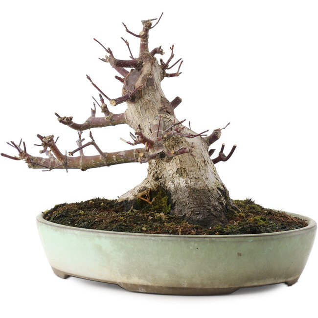 Acer palmatum Deshojo, 16,5 cm, ± 15 jaar oud