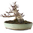Acer palmatum Deshojo, 16,5 cm, ± 15 ans