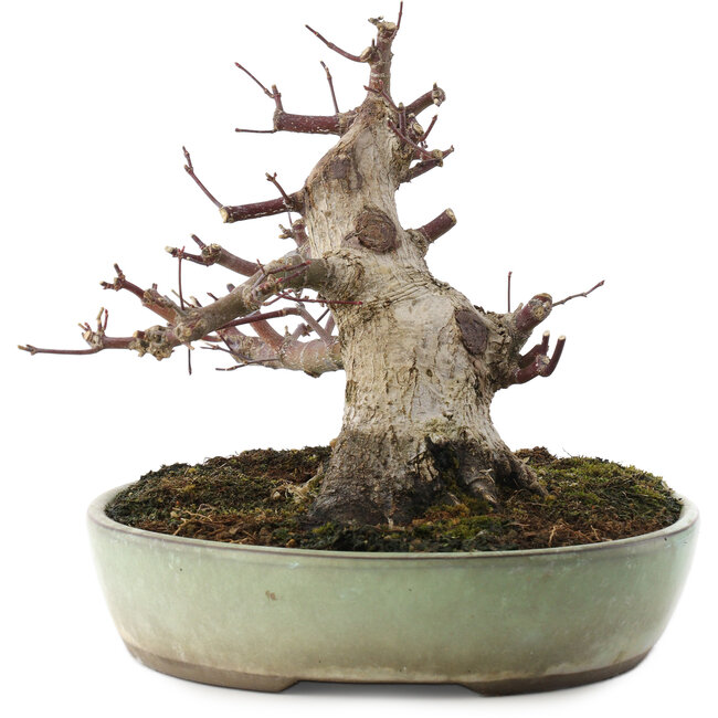 Acer palmatum Deshojo, 16,5 cm, ± 15 años