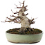 Acer palmatum Deshojo, 16,5 cm, ± 15 ans