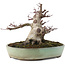 Acer palmatum Deshojo, 16,5 cm, ± 15 years old