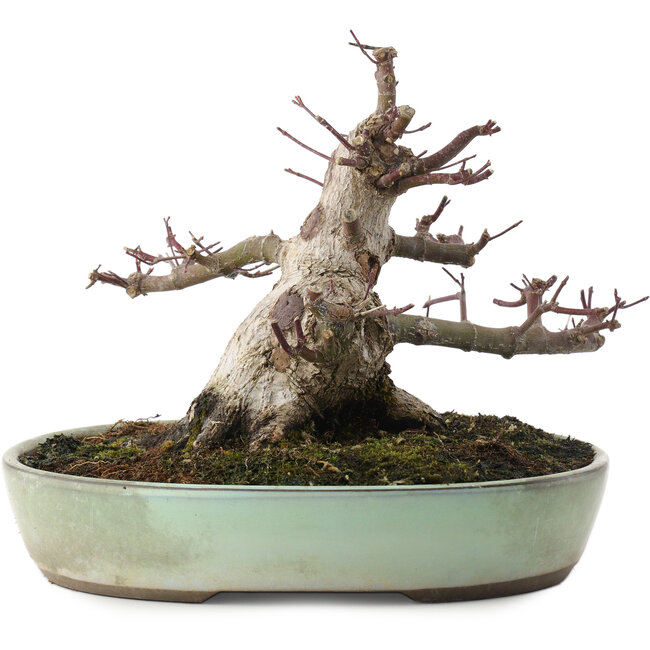 Acer palmatum Deshojo, 16,5 cm, ± 15 Jahre alt