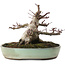 Acer palmatum Deshojo, 16,5 cm, ± 15 jaar oud