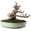 Acer palmatum Deshojo, 16,5 cm, ± 15 años