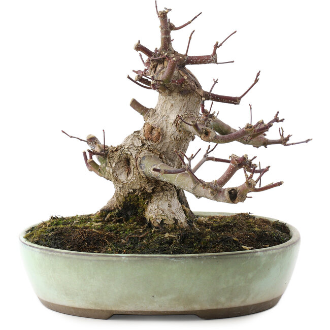 Acer palmatum Deshojo, 16,5 cm, ± 15 años