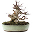 Acer palmatum Deshojo, 16,5 cm, ± 15 años