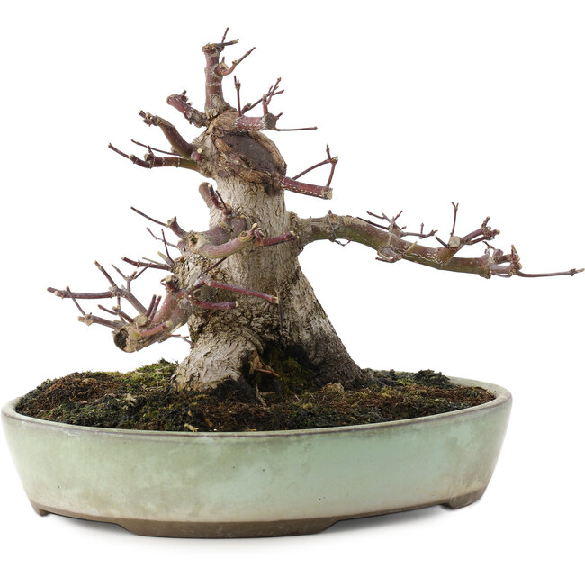 Acer palmatum Deshojo, 16,5 cm, ± 15 years old