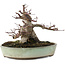 Acer palmatum Deshojo, 16,5 cm, ± 15 años