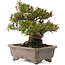 Taxus cuspidata, 19 cm, ± 15 años