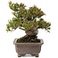 Taxus cuspidata, 19 cm, ± 15 jaar oud