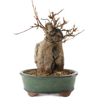 Acer buergerianum, 18,5 cm, ± 12 years old