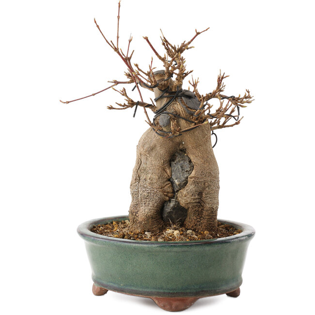 Acer buergerianum, 18,5 cm, ± 12 años