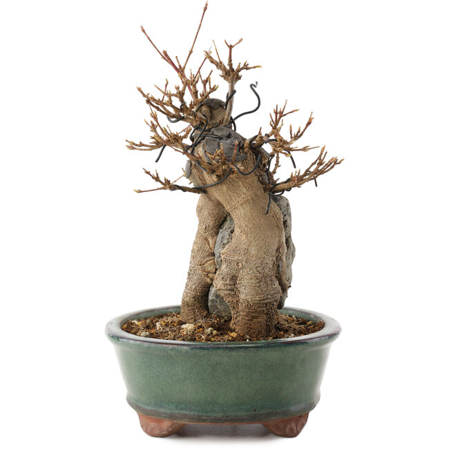 Acer buergerianum, 18,5 cm, ± 12 años