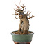 Acer buergerianum, 18,5 cm, ± 12 jaar oud