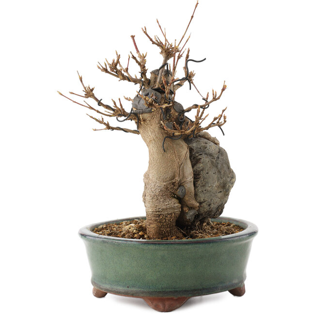 Acer buergerianum, 18,5 cm, ± 12 years old