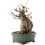 Acer buergerianum, 18,5 cm, ± 12 Jahre alt