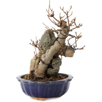 Acer buergerianum, 19 cm, ± 12 jaar oud