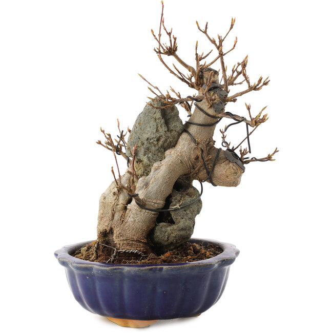 Acer buergerianum, 19 cm, ± 12 años