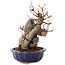Acer buergerianum, 19 cm, ± 12 años