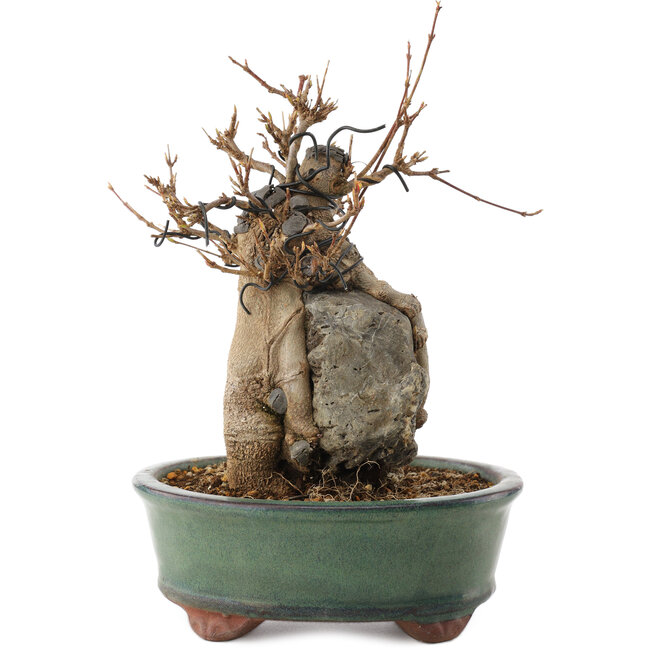 Acer buergerianum, 18,5 cm, ± 12 ans