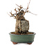 Acer buergerianum, 18,5 cm, ± 12 años