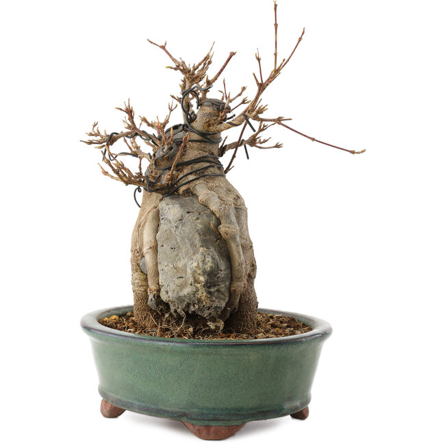 Acer buergerianum, 18,5 cm, ± 12 ans