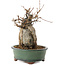 Acer buergerianum, 18,5 cm, ± 12 años