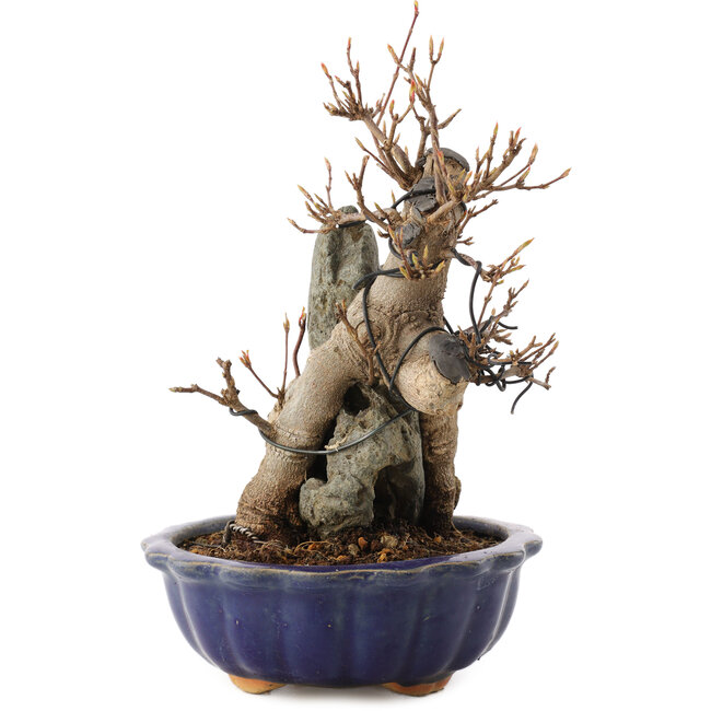 Acer buergerianum, 19 cm, ± 12 jaar oud