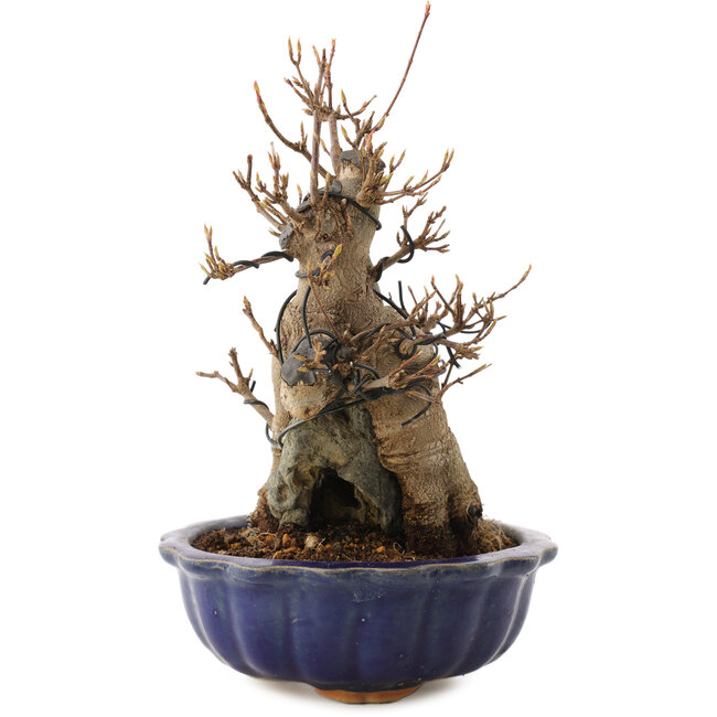 Acer buergerianum, 19 cm, ± 12 ans