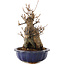 Acer buergerianum, 19 cm, ± 12 años