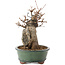 Acer buergerianum, 18,5 cm, ± 12 años
