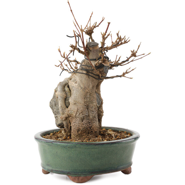 Acer buergerianum, 18,5 cm, ± 12 años