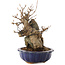 Acer buergerianum, 19 cm, ± 12 años