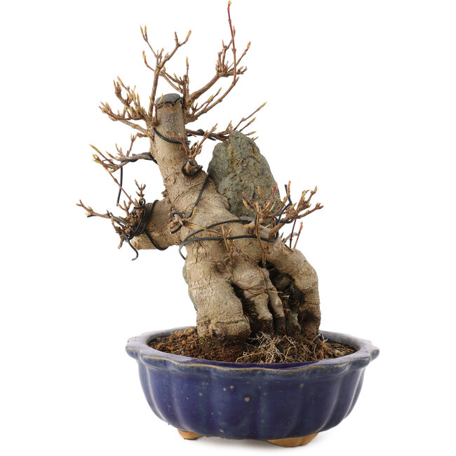 Acer buergerianum, 19 cm, ± 12 anni