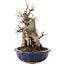 Acer buergerianum, 19 cm, ± 12 años