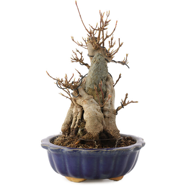 Acer buergerianum, 19 cm, ± 12 ans