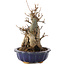 Acer buergerianum, 19 cm, ± 12 años