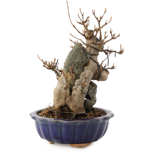 Acer buergerianum, 19 cm, ± 12 ans