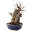Acer buergerianum, 19 cm, ± 12 años